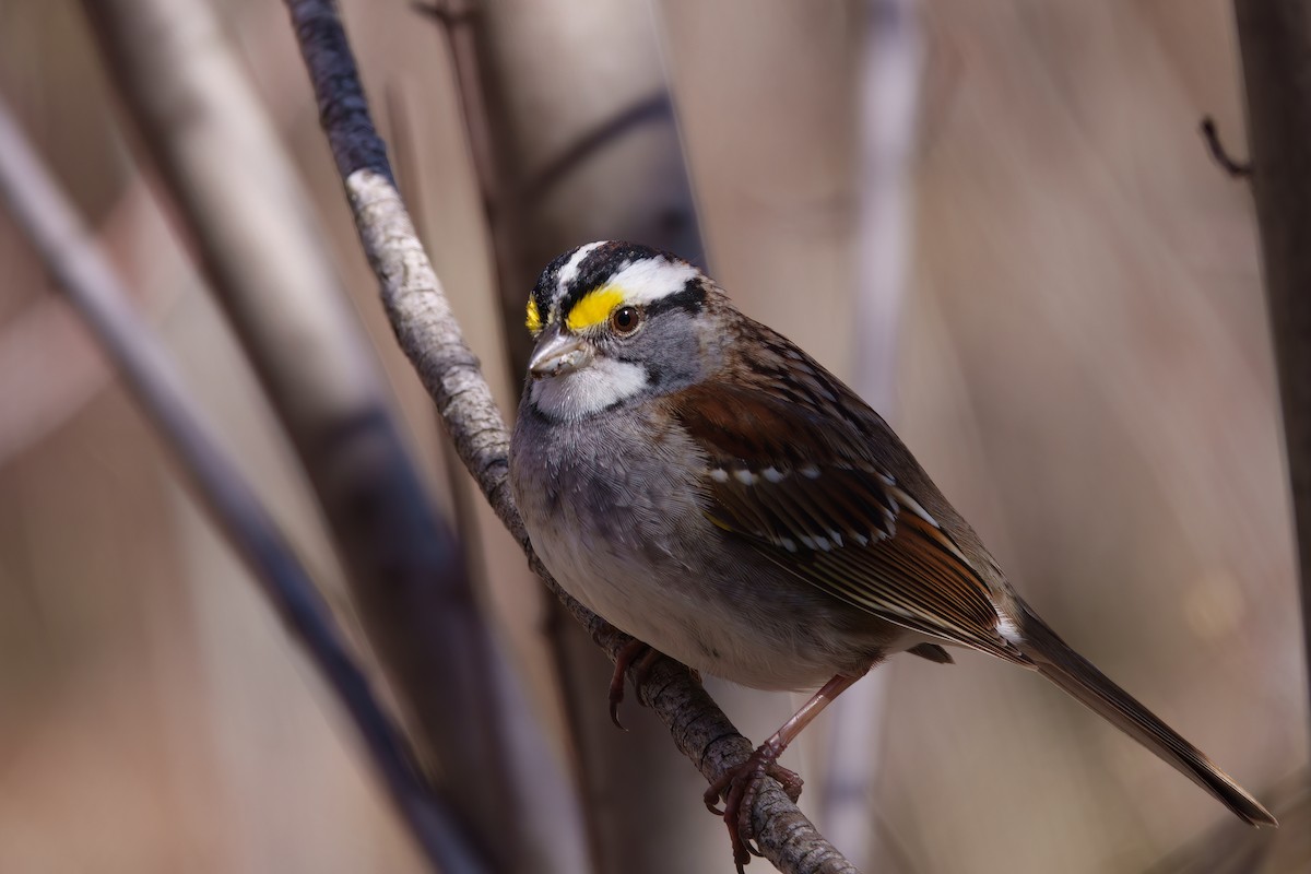 White-throated Sparrow - ML618322673