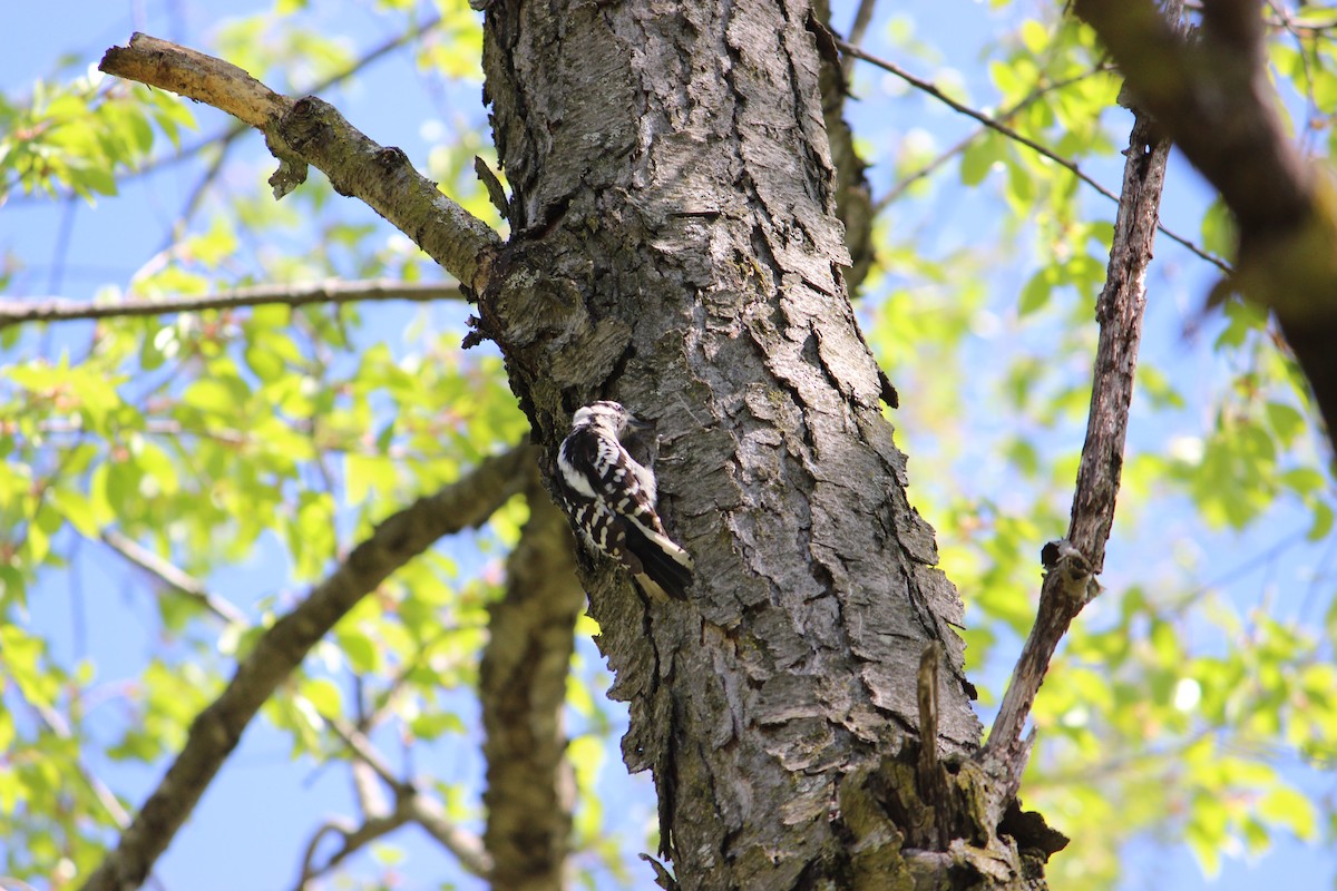 Downy Woodpecker (Eastern) - ML618322675