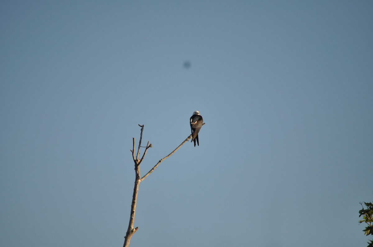 Swallow-tailed Kite - ML618322699