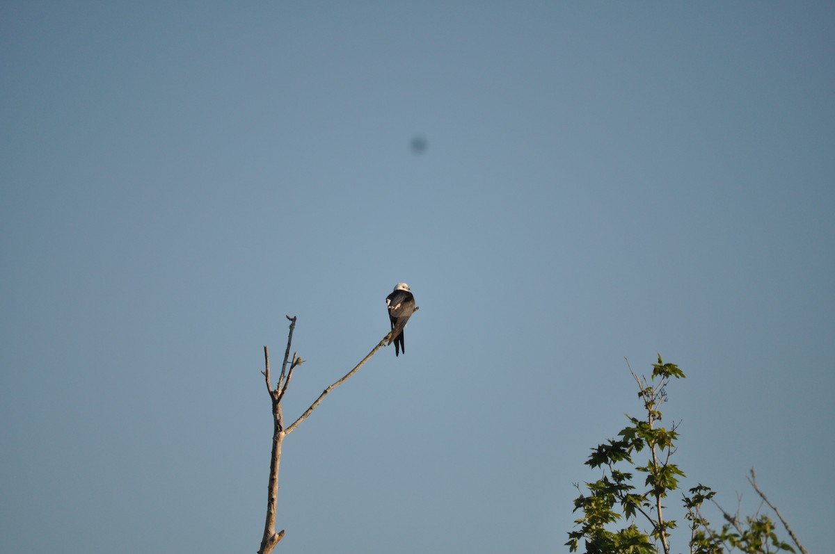 Swallow-tailed Kite - ML618322700