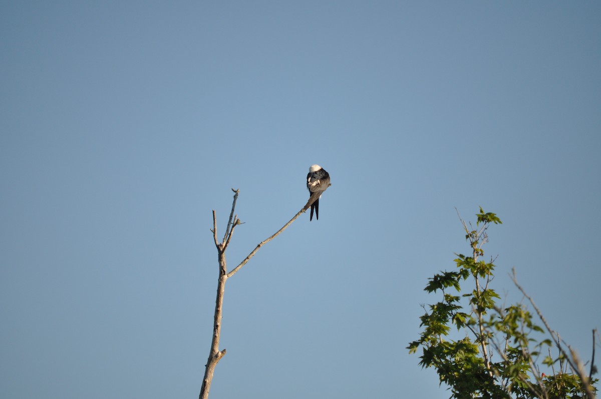 Swallow-tailed Kite - ML618322701