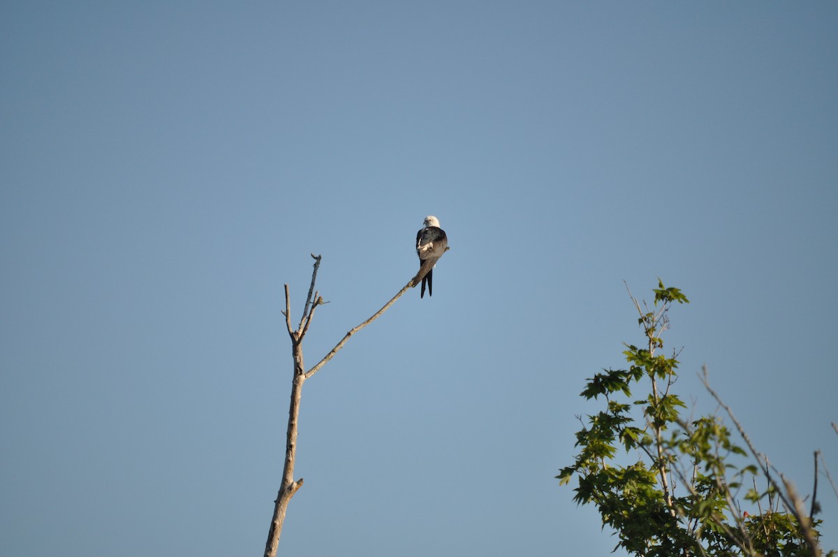 Swallow-tailed Kite - ML618322702