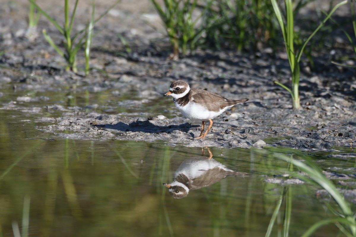 Common Ringed Plover - ML618322753