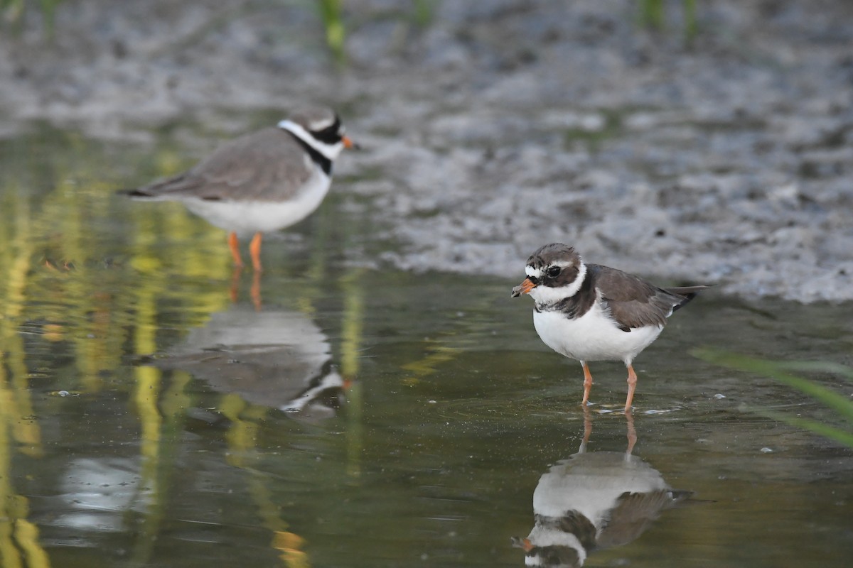 Common Ringed Plover - ML618322754