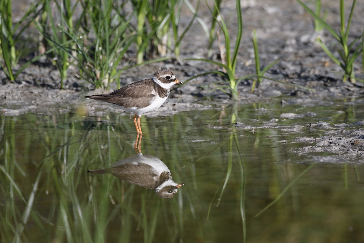Common Ringed Plover - ML618322755