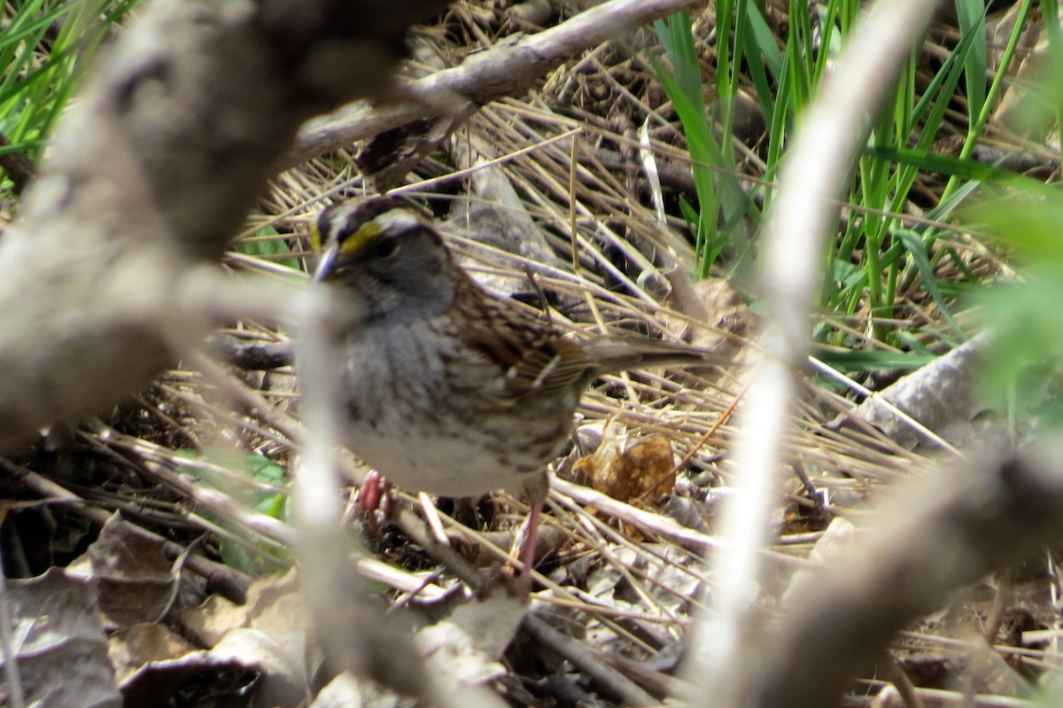 White-throated Sparrow - ML618322784