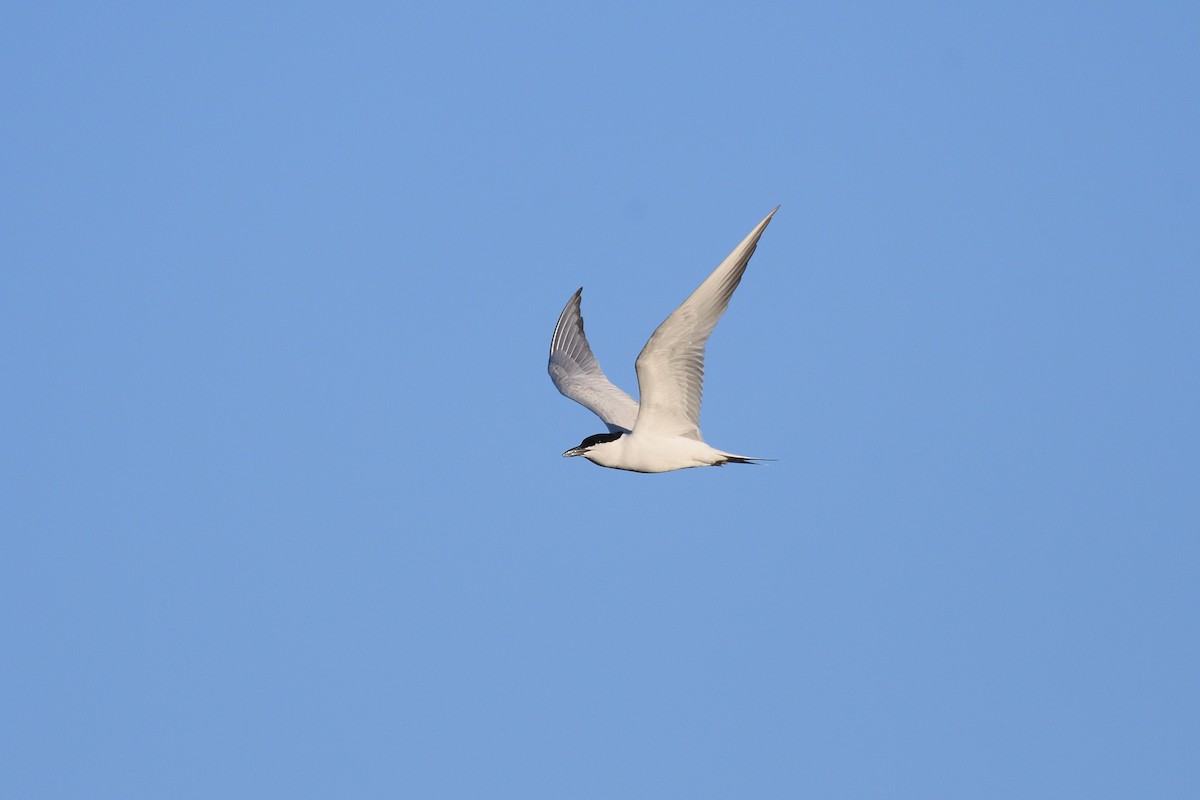 Gull-billed Tern - ML618322787