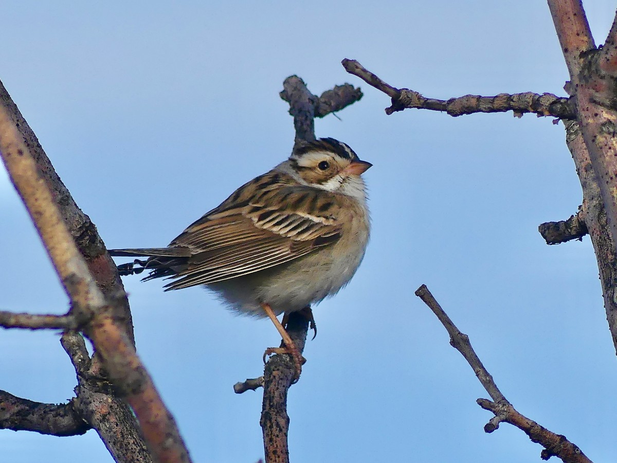 Clay-colored Sparrow - ML618322796