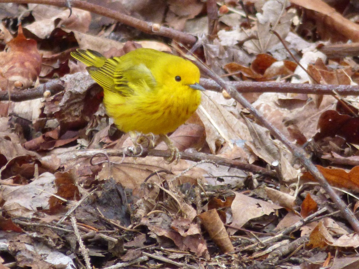 Yellow Warbler - ML618322803