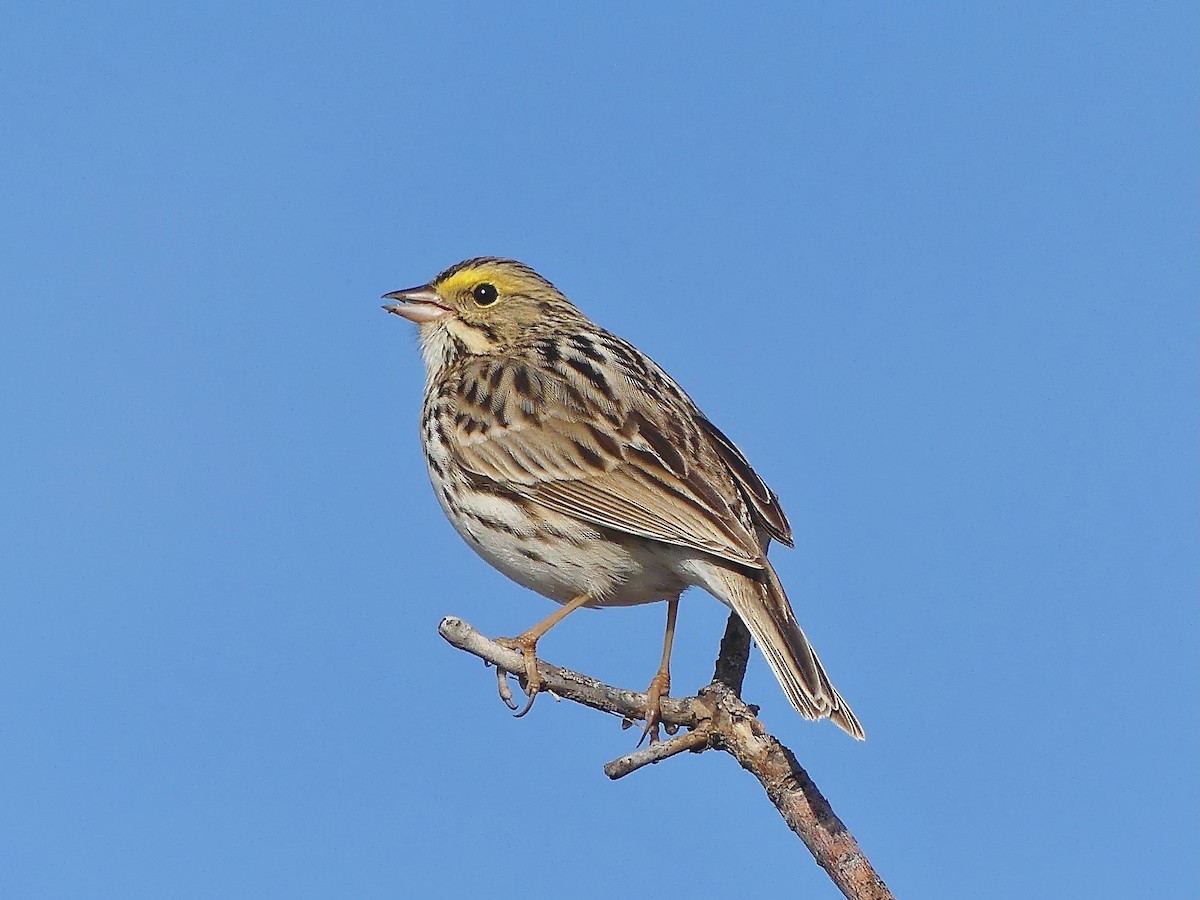 Savannah Sparrow - ML618322808
