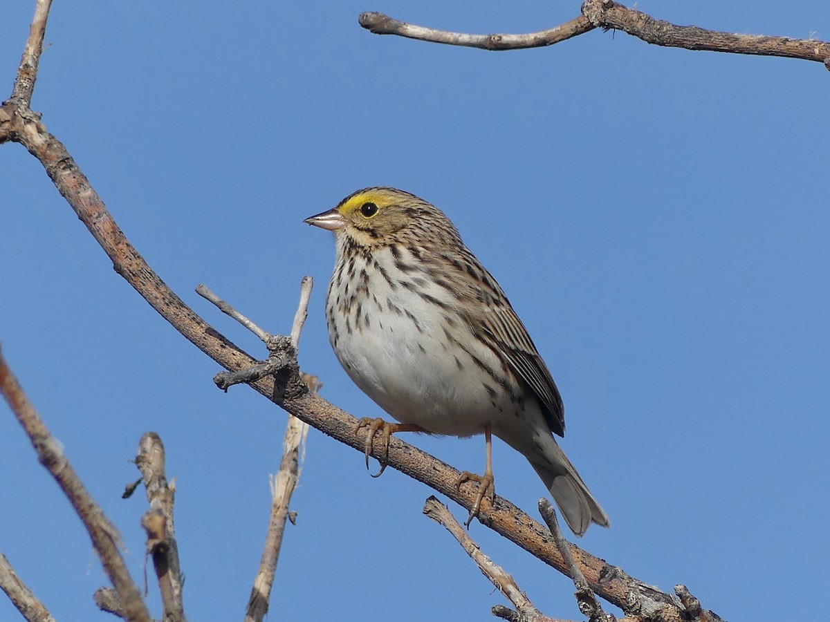 Savannah Sparrow - ML618322809