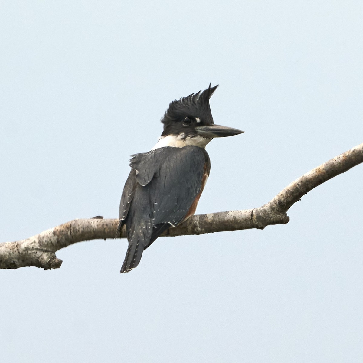 Belted Kingfisher - ML618322814