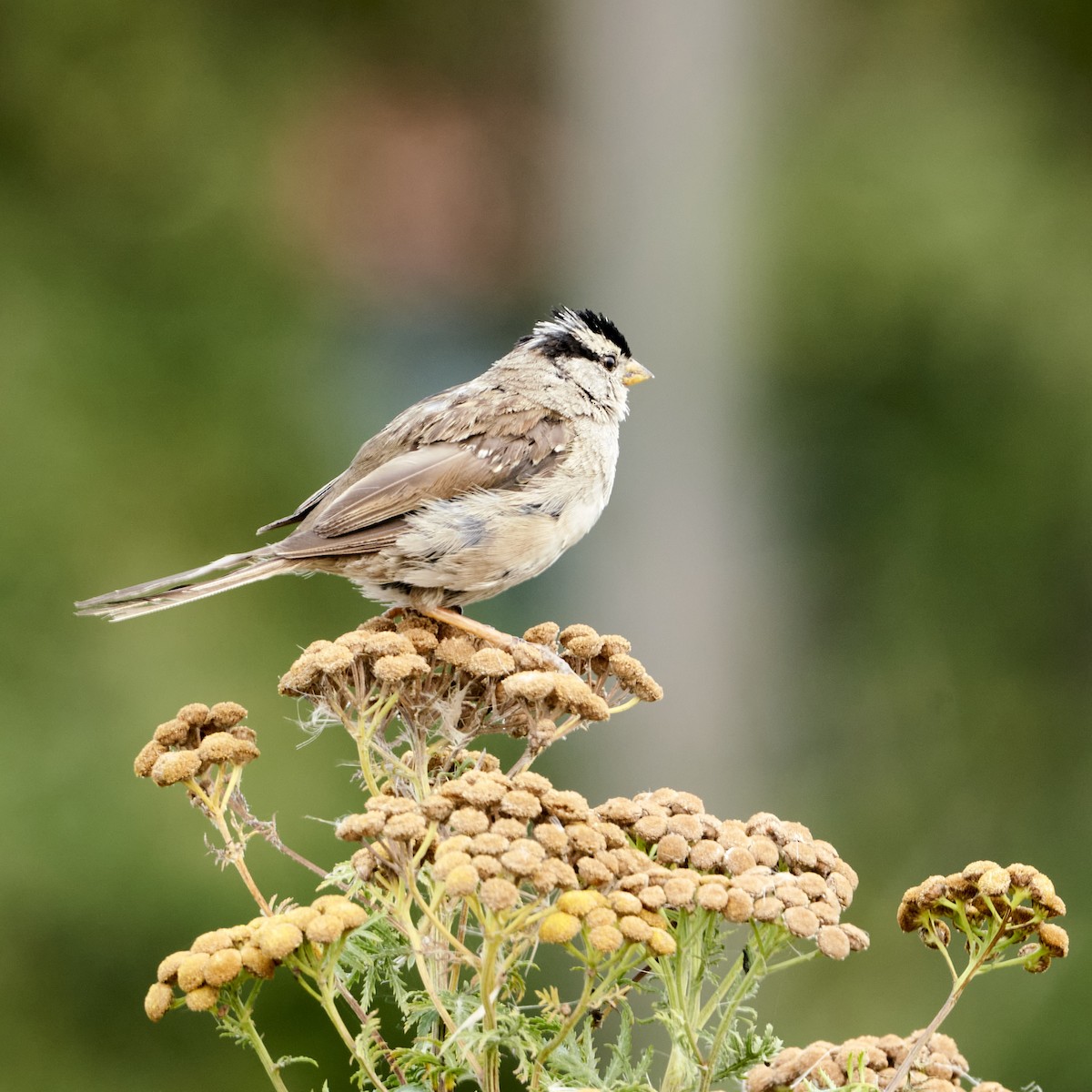 White-crowned Sparrow - Shigure's Admiral
