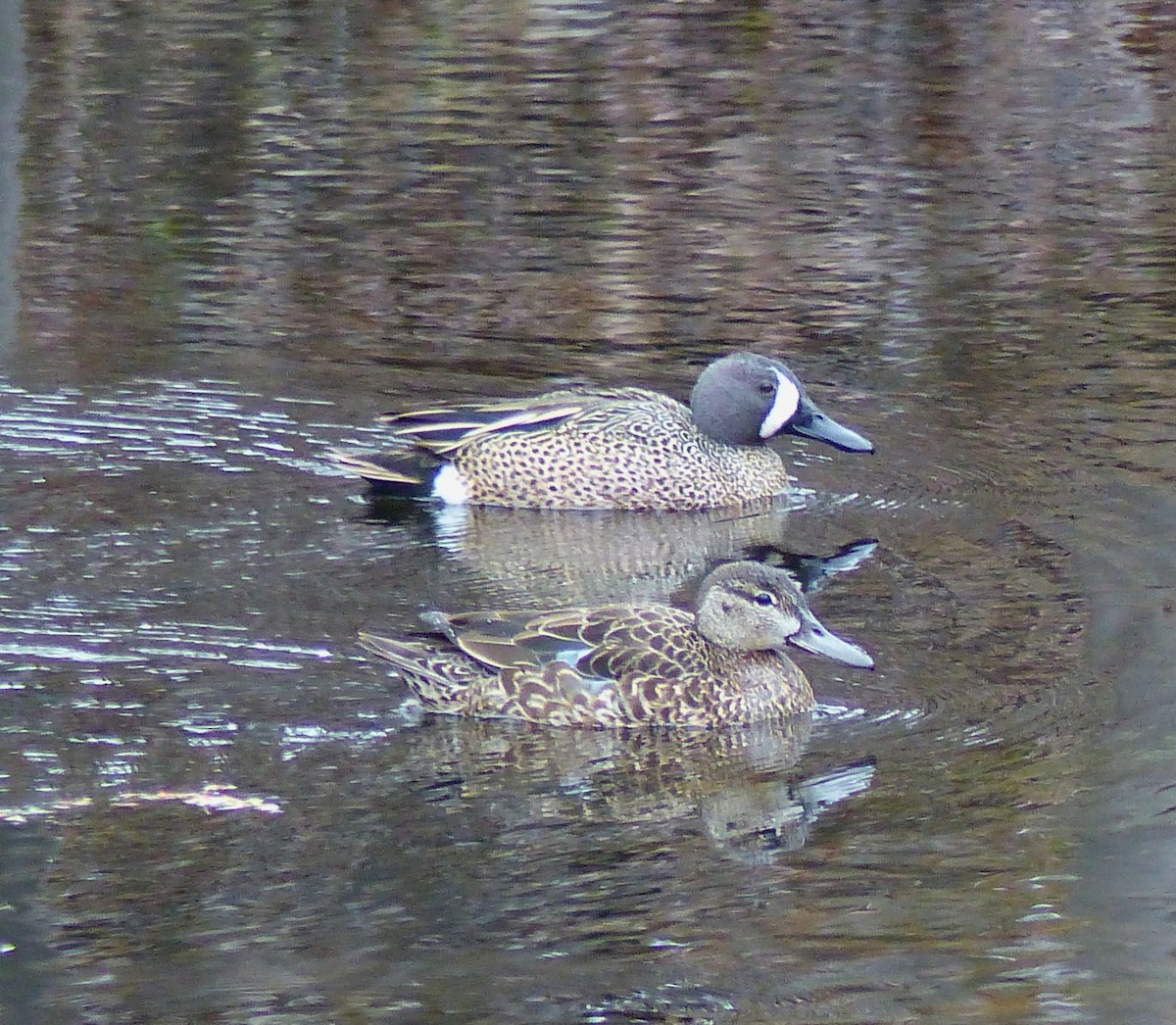 Blue-winged Teal - ML618322859