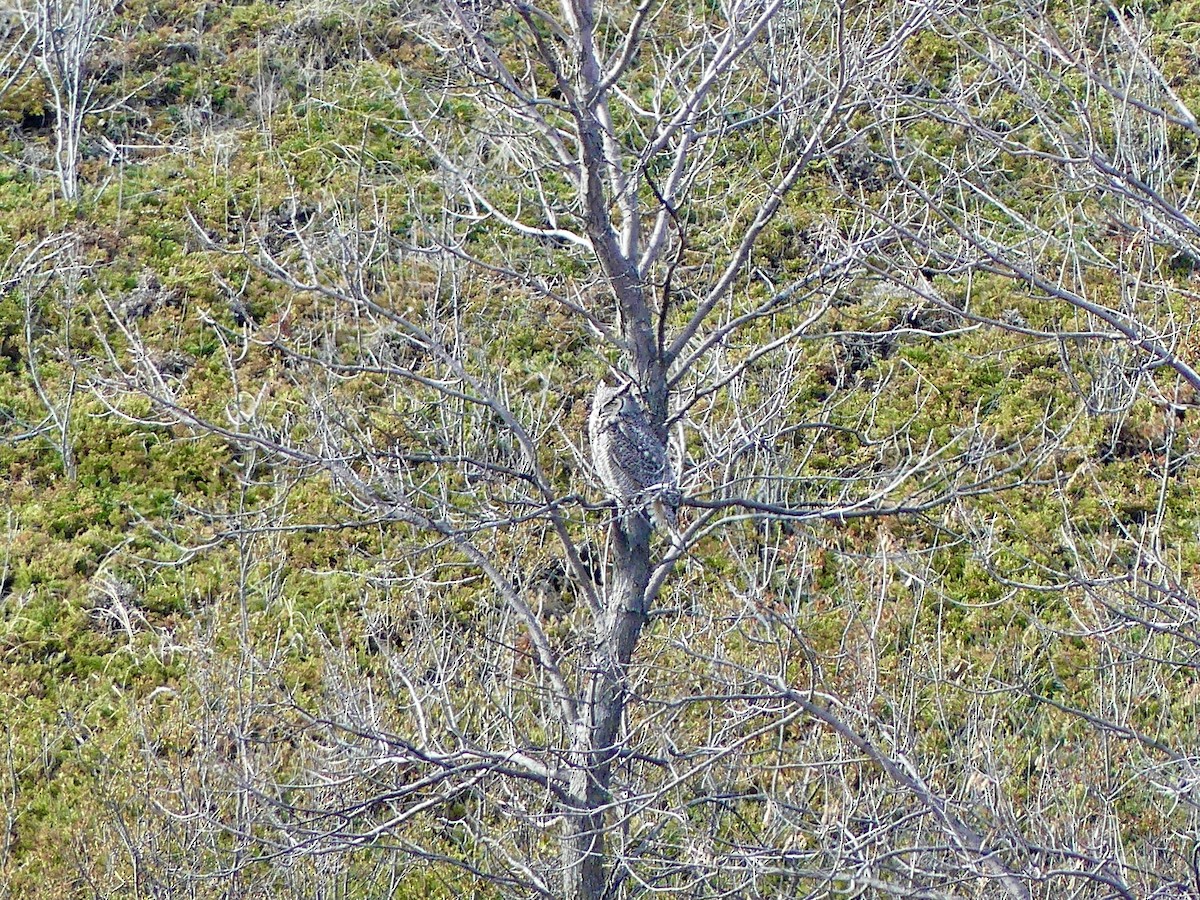 Great Horned Owl - ML618322865