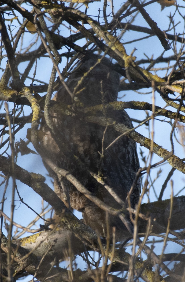 Eurasian Eagle-Owl - ML618322883