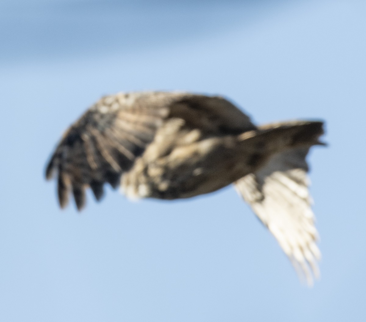 Eurasian Eagle-Owl - john Butters