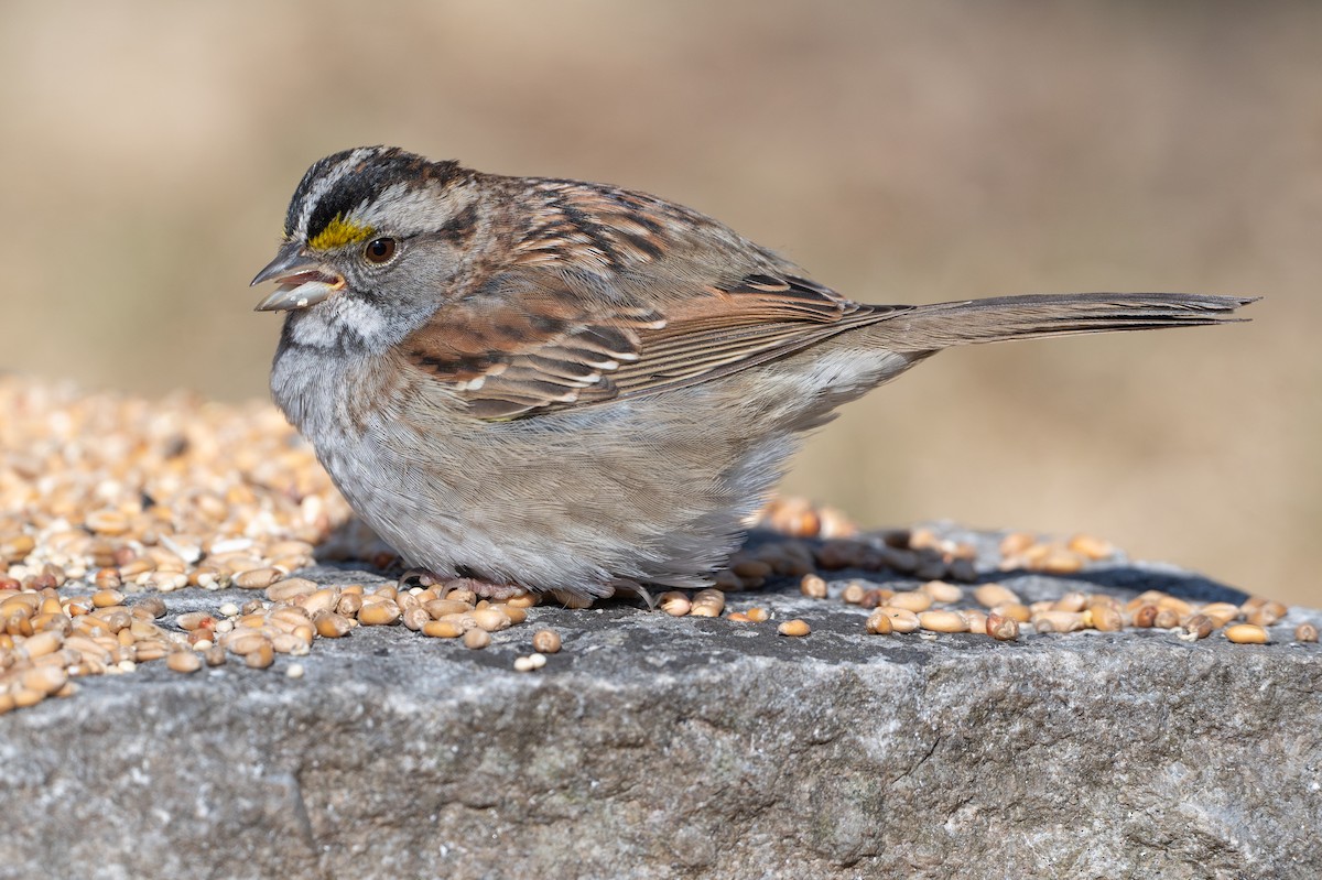 White-throated Sparrow - ML618322890