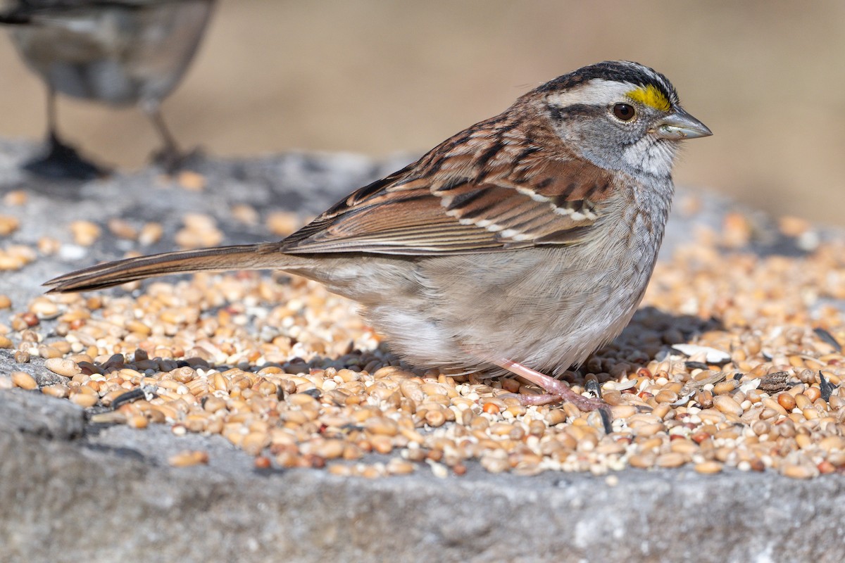 White-throated Sparrow - ML618322893