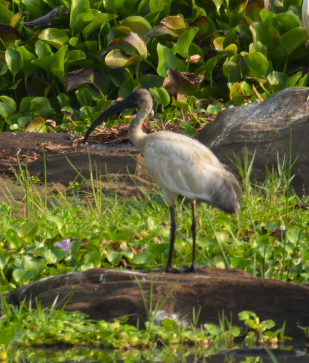 ibis černohlavý - ML618322894
