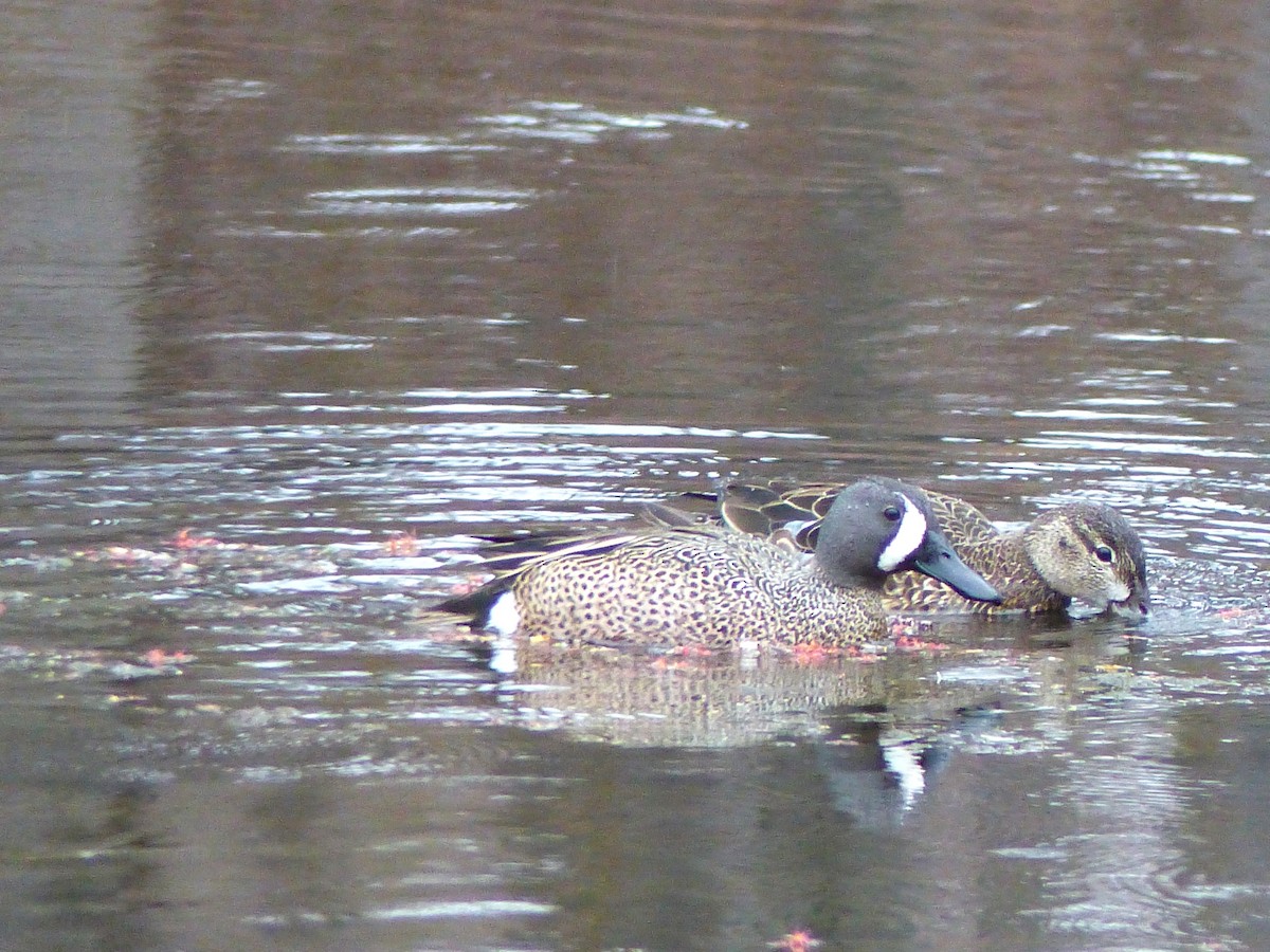 Blue-winged Teal - ML618322908