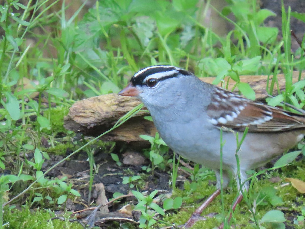 White-crowned Sparrow - ML618322915