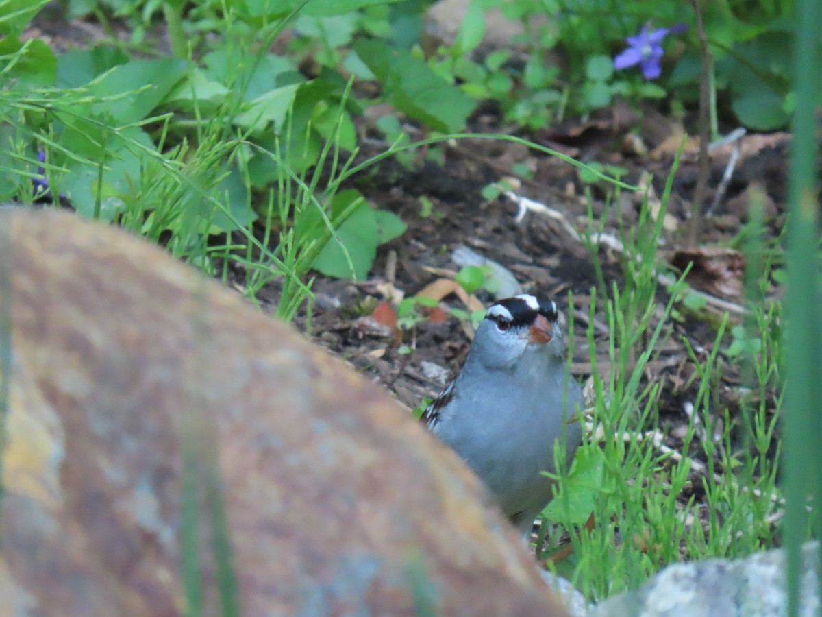 White-crowned Sparrow - ML618322916