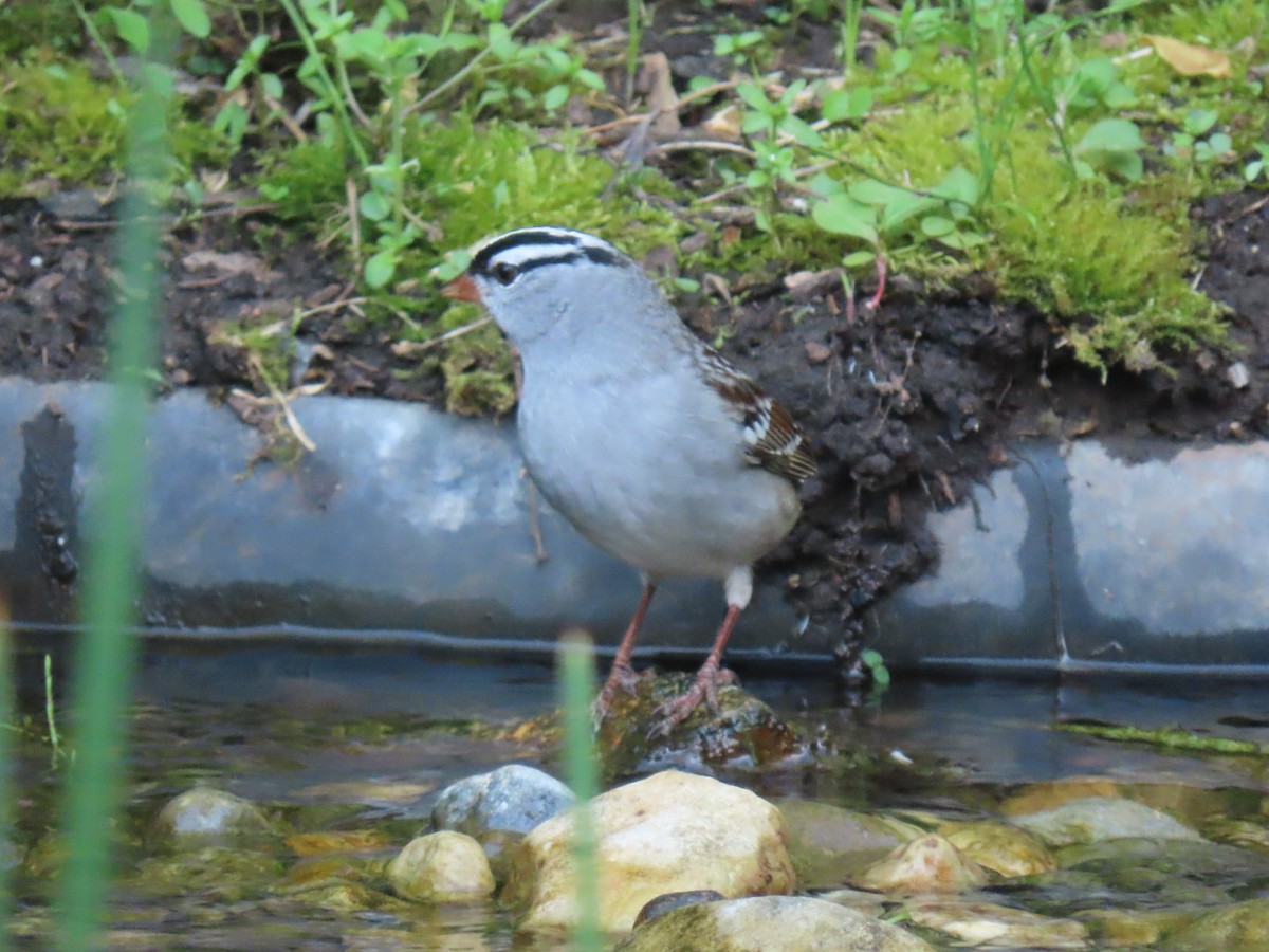 White-crowned Sparrow - ML618322917