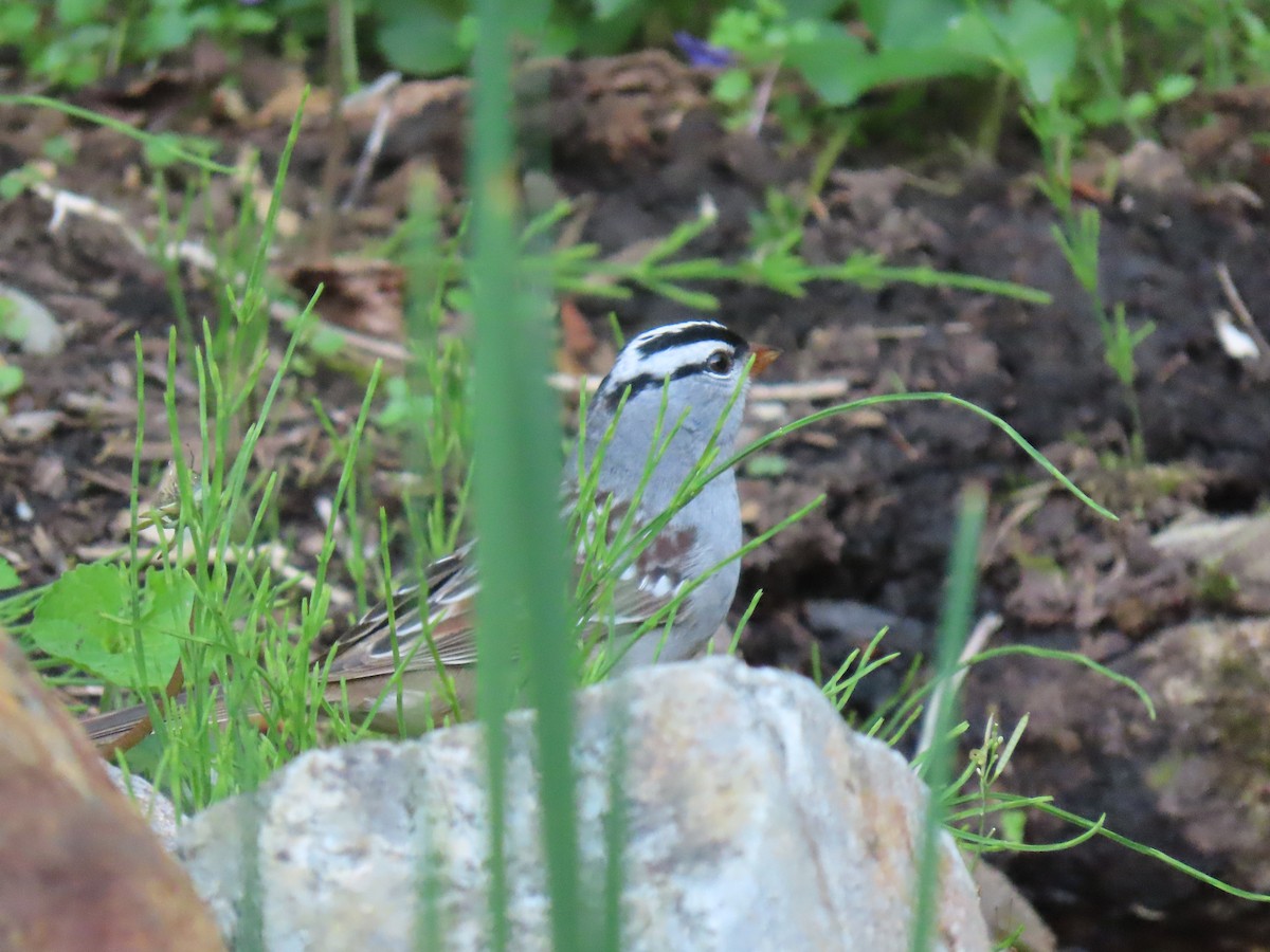 White-crowned Sparrow - ML618322918