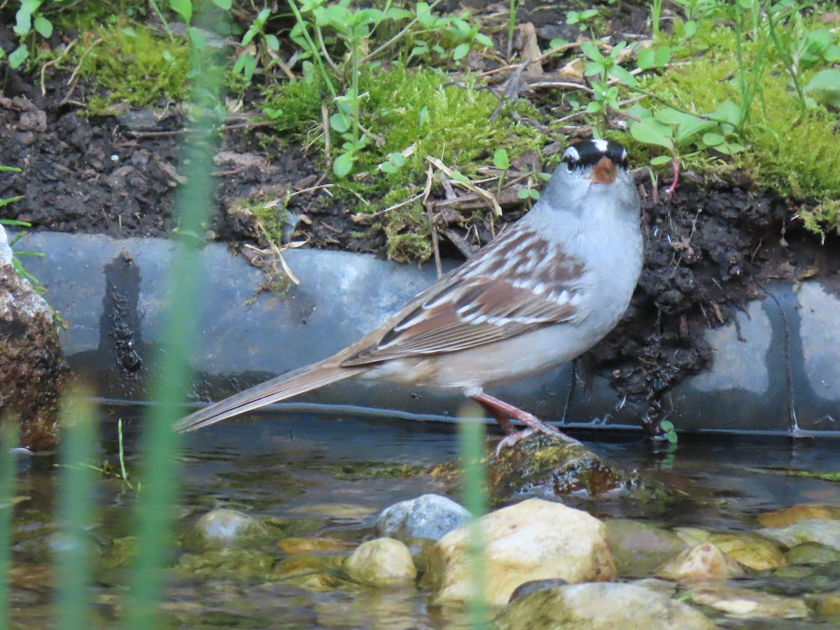 White-crowned Sparrow - ML618322919