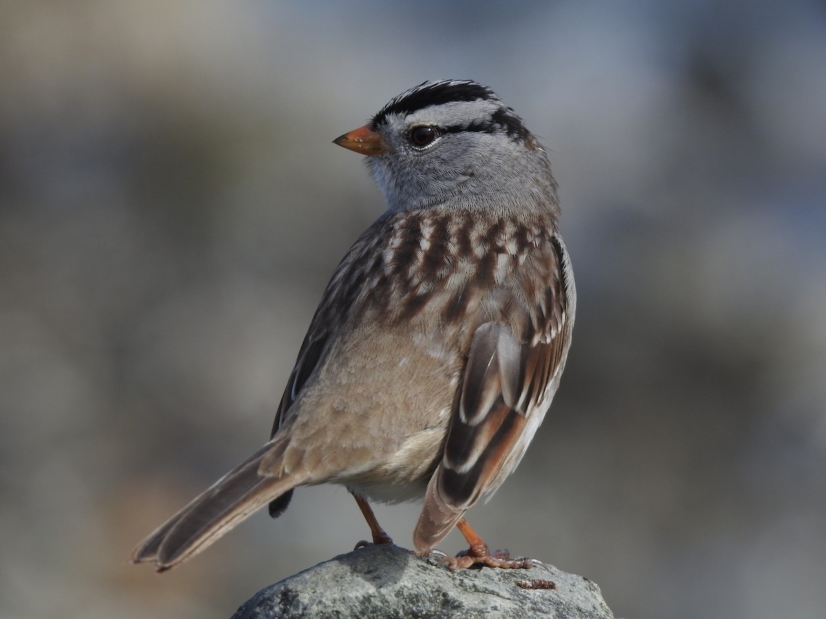 White-crowned Sparrow - ML618322921