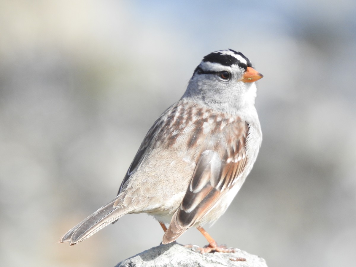 White-crowned Sparrow - ML618322924
