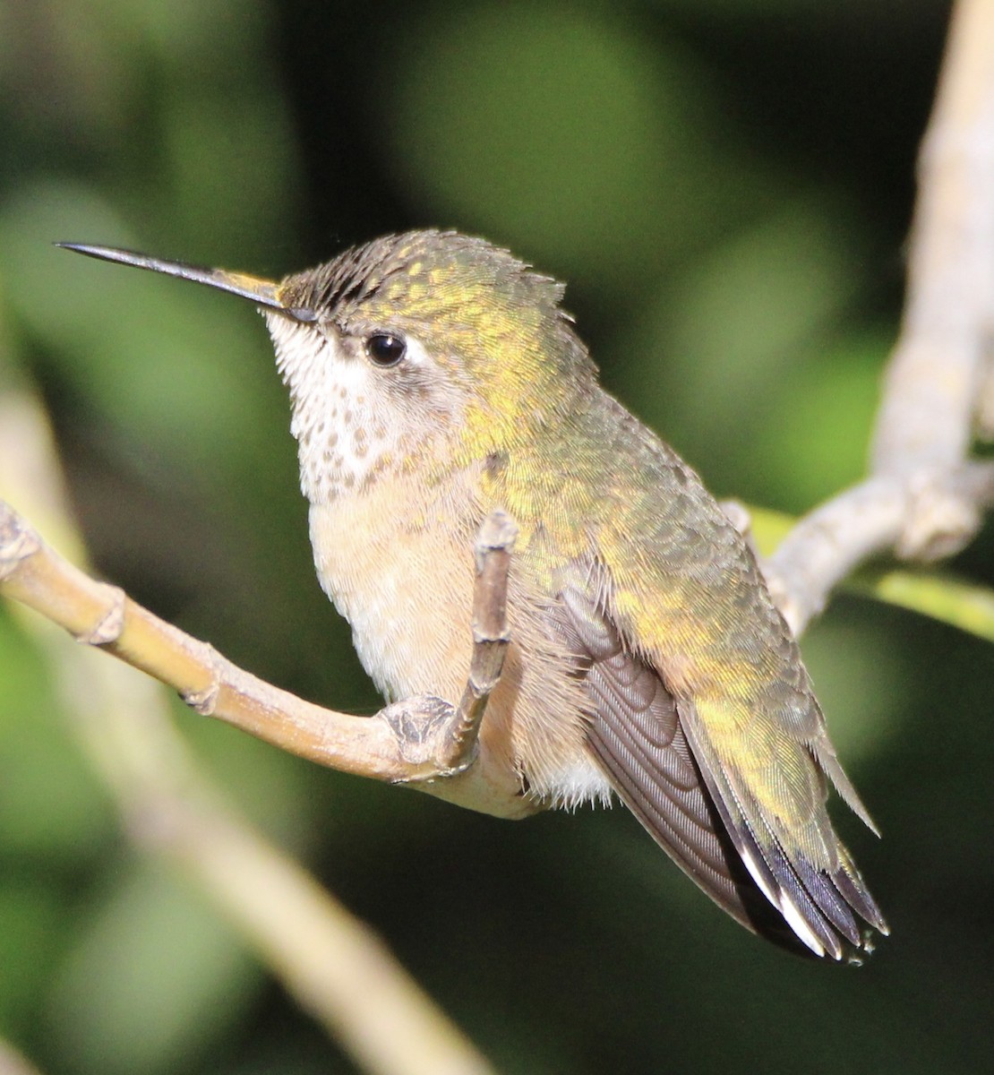 Calliope Hummingbird - ML618322968