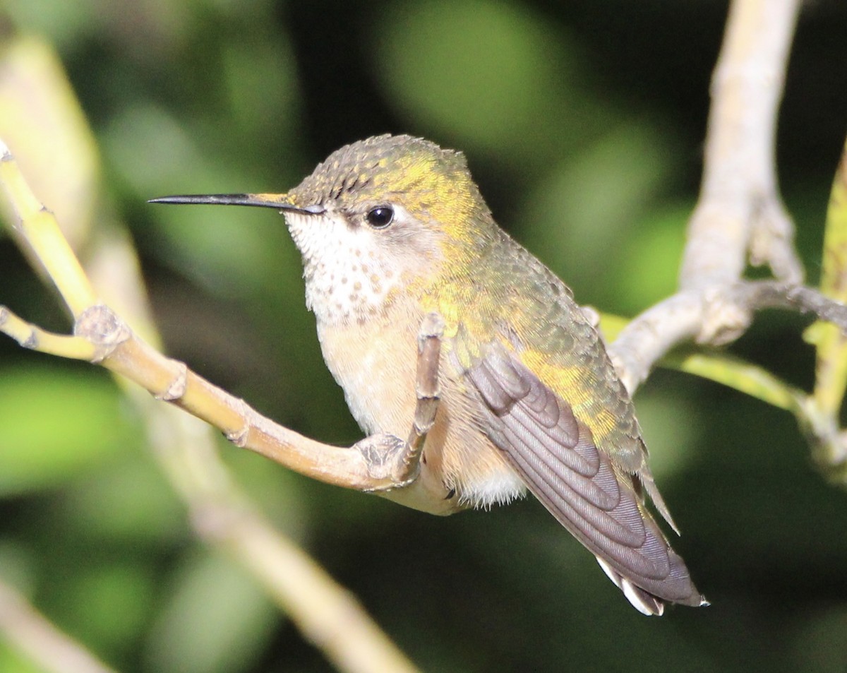 Calliope Hummingbird - ML618322969