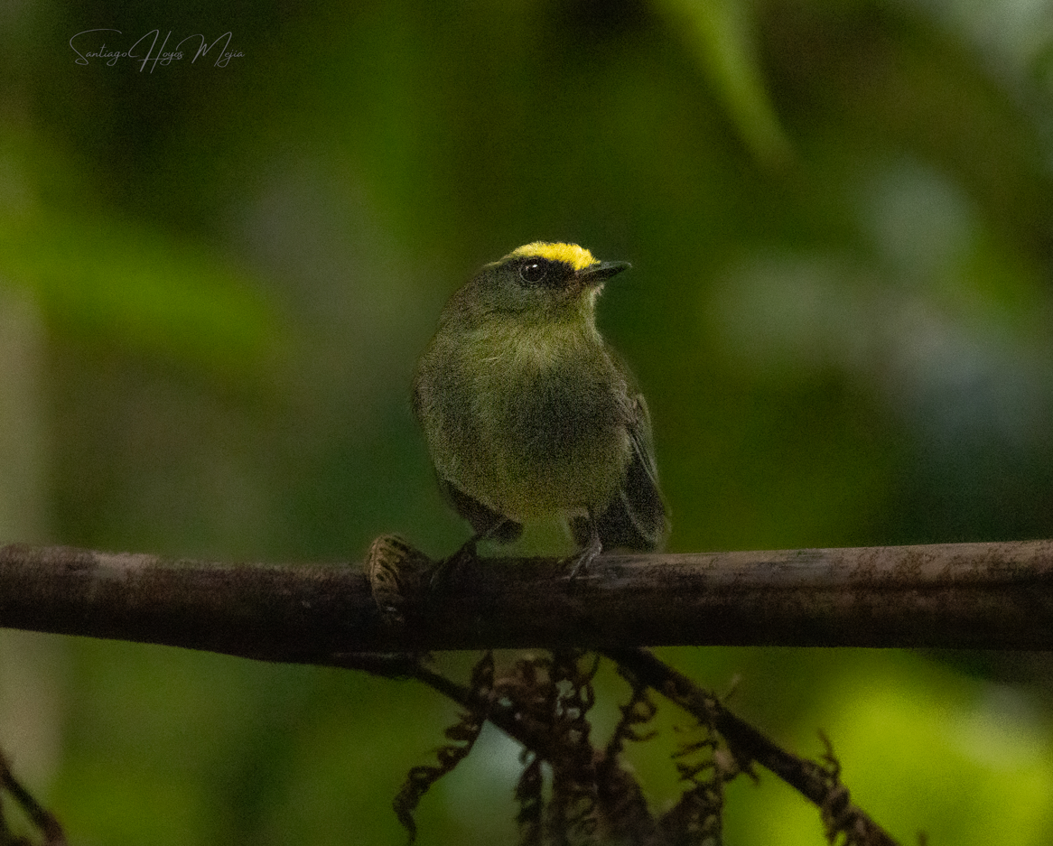 Yellow-bellied Chat-Tyrant - ML618322970