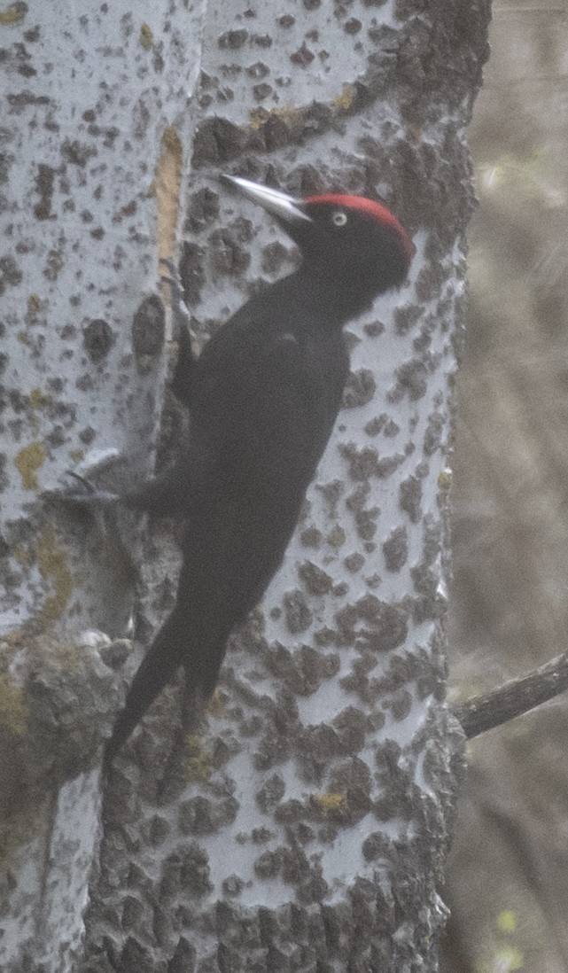Black Woodpecker - ML618322973