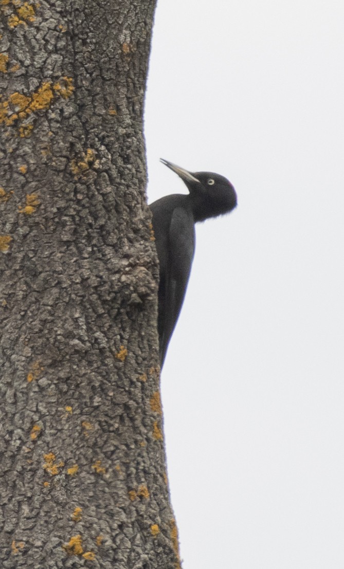 Black Woodpecker - ML618322974