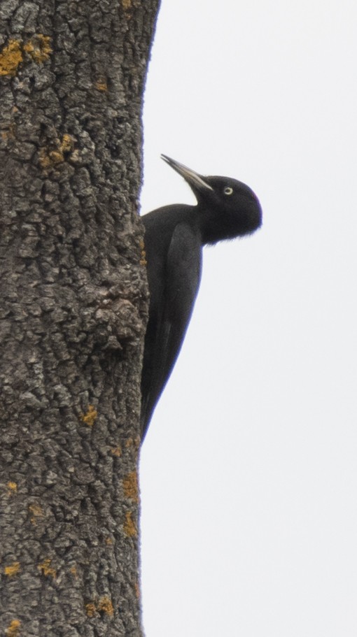 Black Woodpecker - ML618322975
