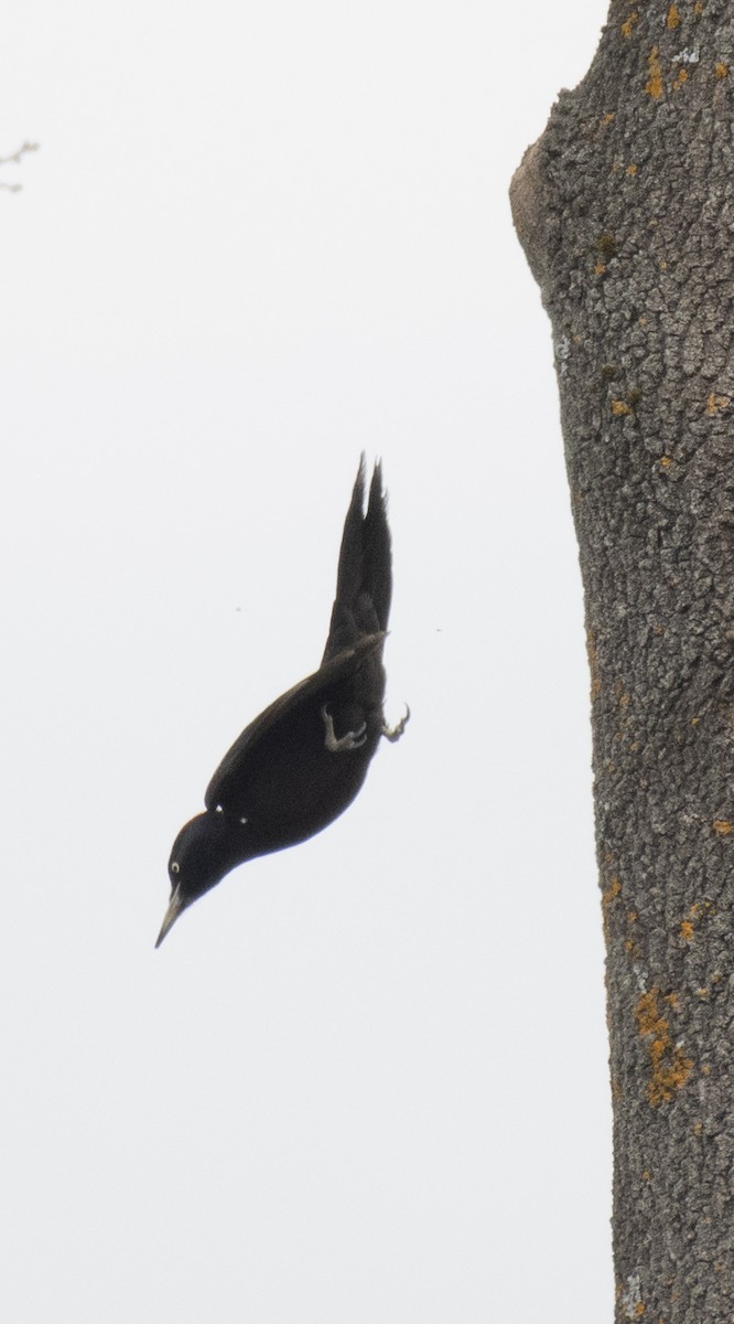 Black Woodpecker - ML618322976