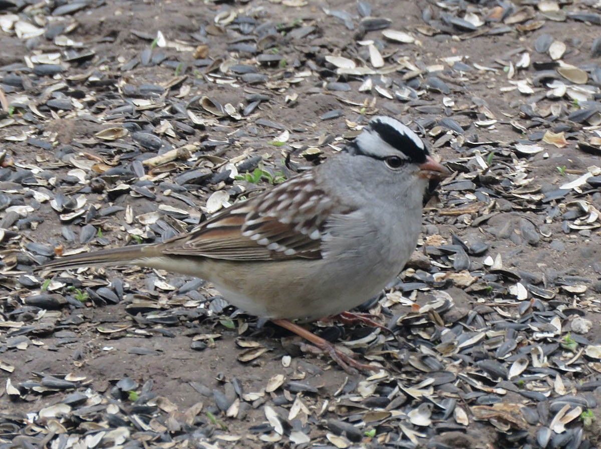 White-crowned Sparrow - ML618322982