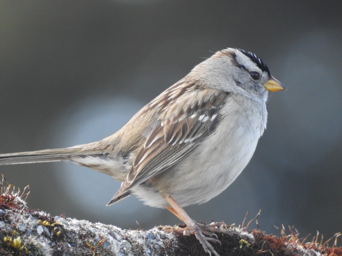 White-crowned Sparrow - Peter Erickson