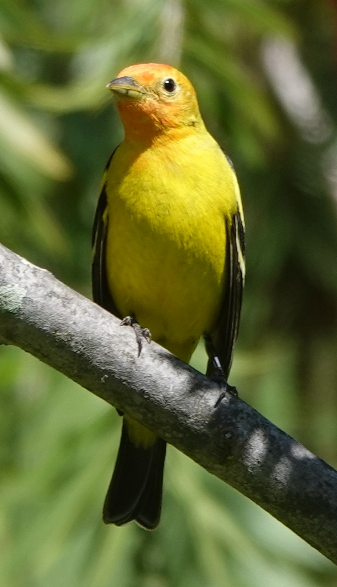Western Tanager - ML618323015