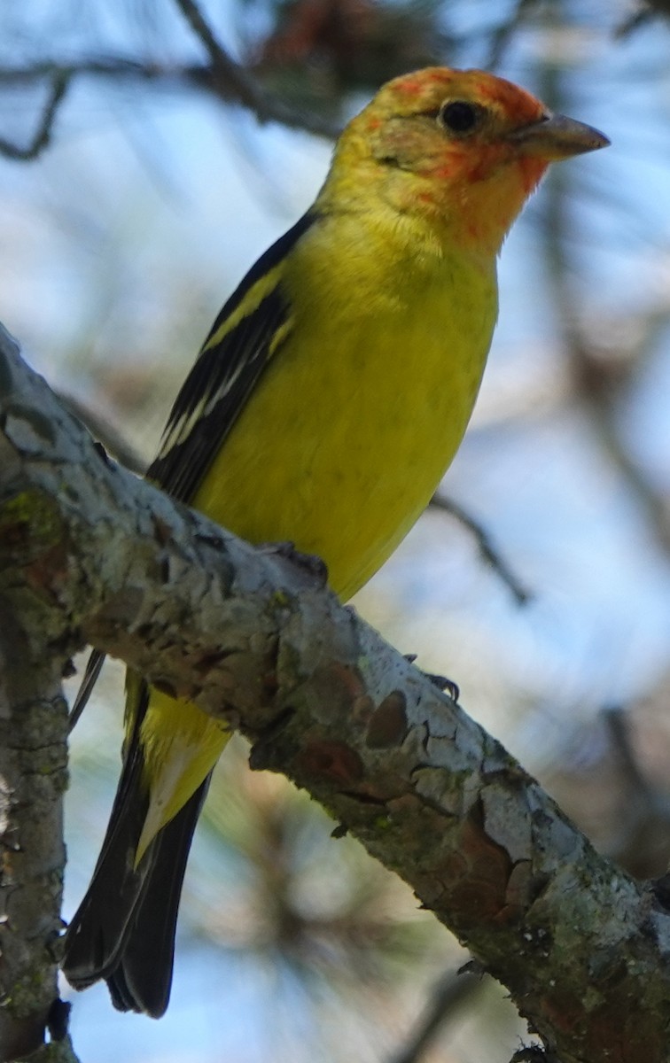 Western Tanager - ML618323016