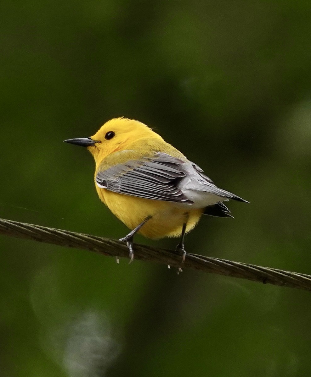 Prothonotary Warbler - ML618323017