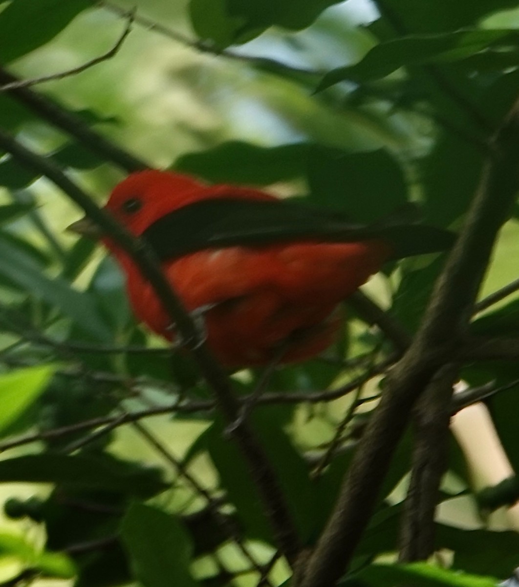 Scarlet Tanager - ML618323024