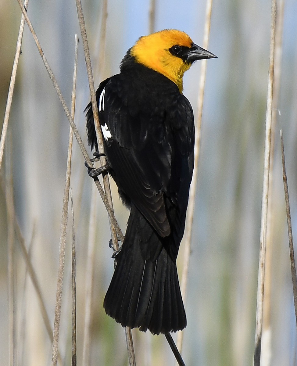 Yellow-headed Blackbird - ML618323085