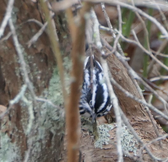 Black-and-white Warbler - ML618323140
