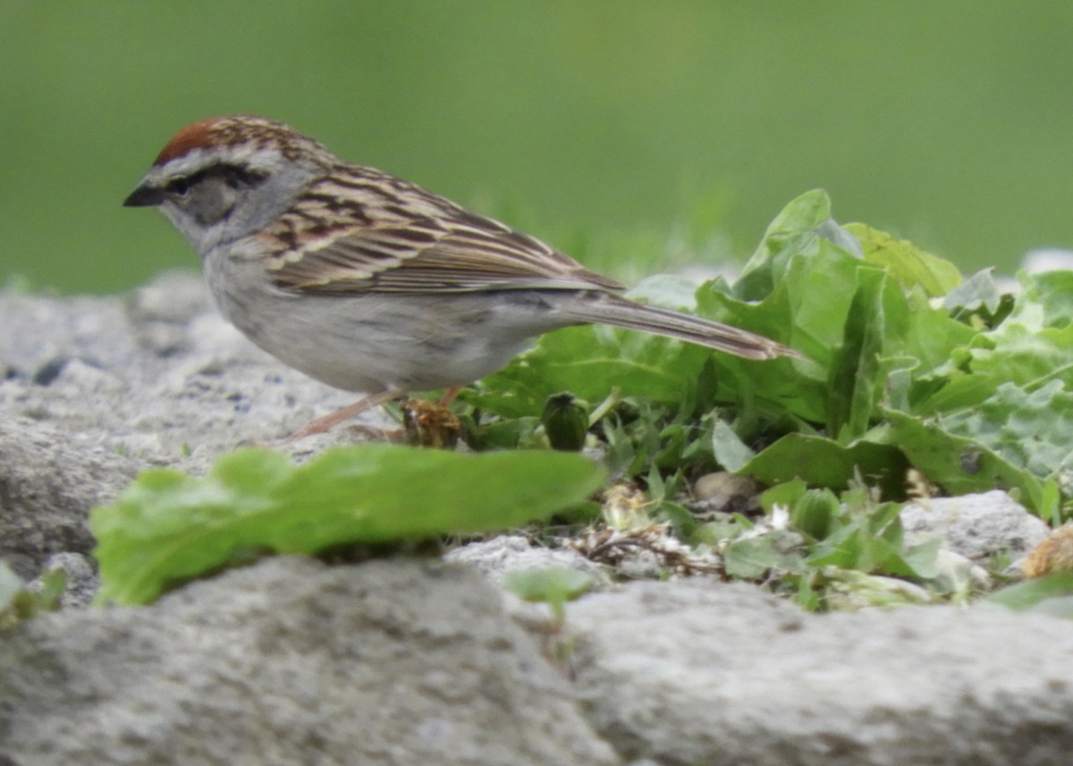 Chipping Sparrow - ML618323168