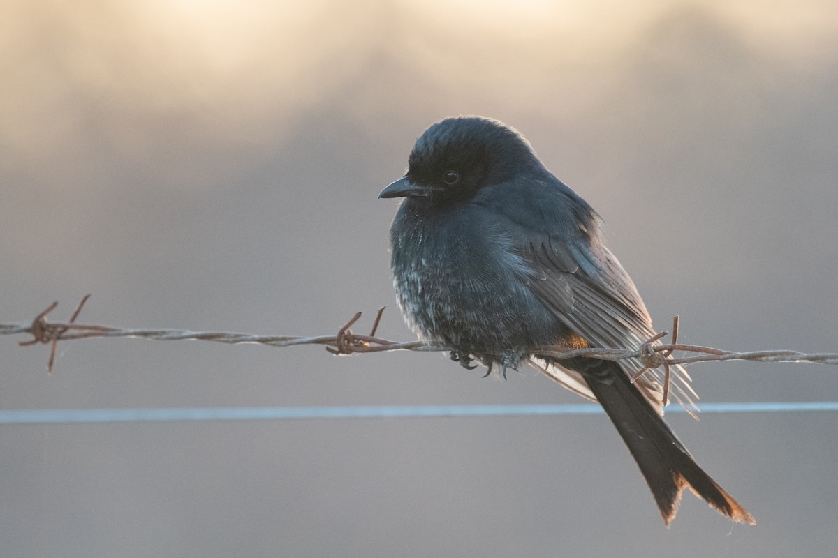 Fork-tailed Drongo - ML618323193