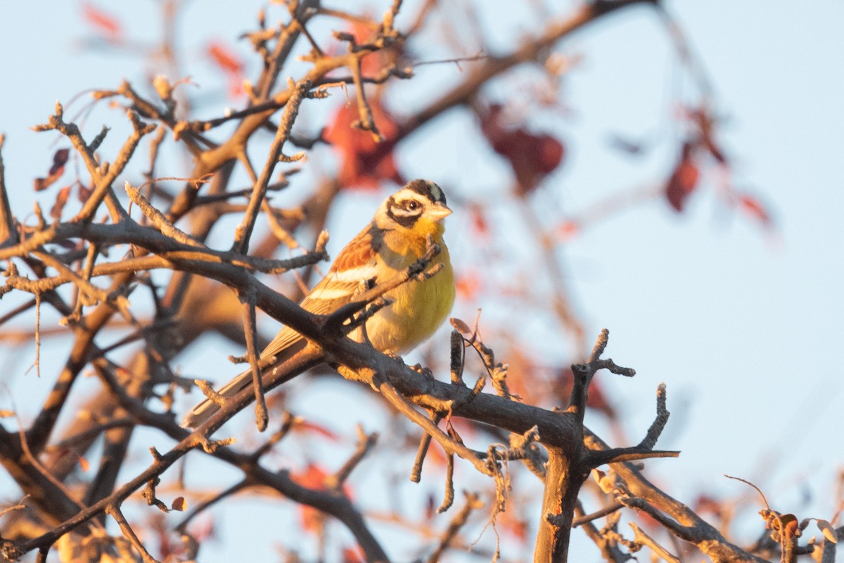 Golden-breasted Bunting - ML618323200